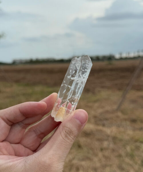 COLM1104 Colombian Lemurian 2