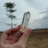 COLM1104 Colombian Lemurian 1