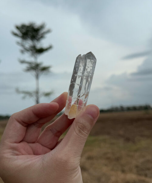 COLM1104 Colombian Lemurian 1