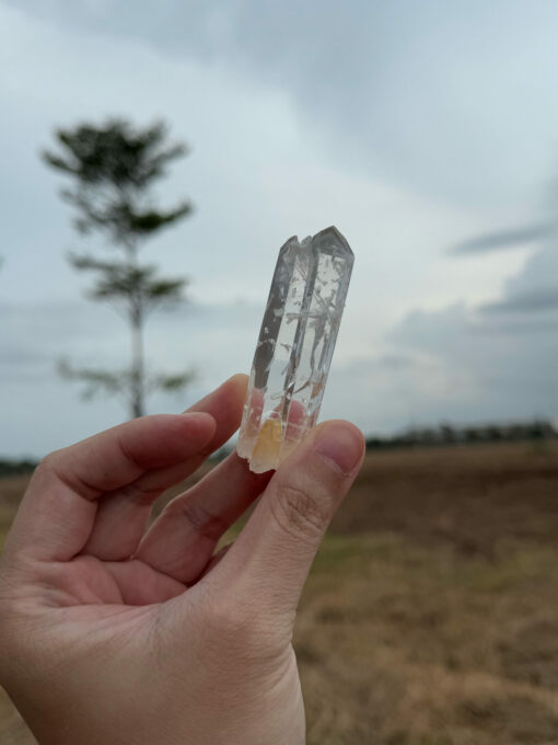 COLM1104 Colombian Lemurian 1