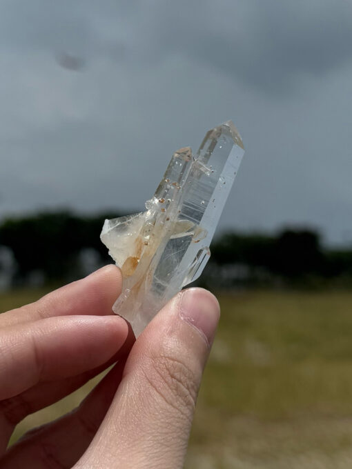 COLMG2503 Golden Healer Lemurian 1