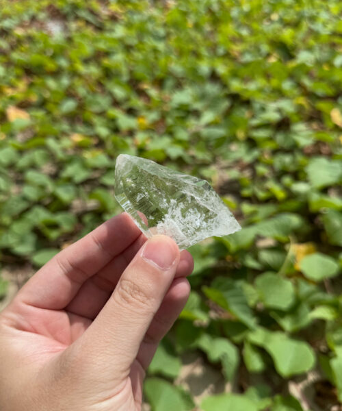 COLM2051 Colombian Lemurian 2