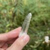 COLM2504 Colombian Lemurian 2
