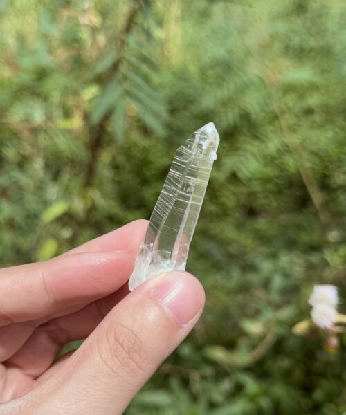 COLM2504 Colombian Lemurian 2