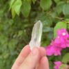 COLM2505 Colombian Lemurian 1