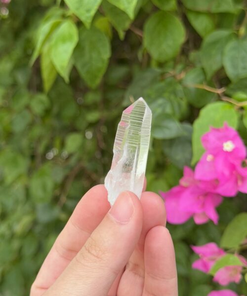 COLM2505 Colombian Lemurian 1