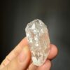 COLM2506 Colombian Lemurian 2