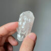 COLM2506 Colombian Lemurian 4