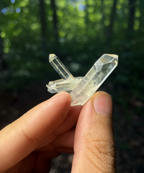 COLMB2507 Colombian Lemurian 2