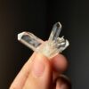COLMB2507 Colombian Lemurian 1