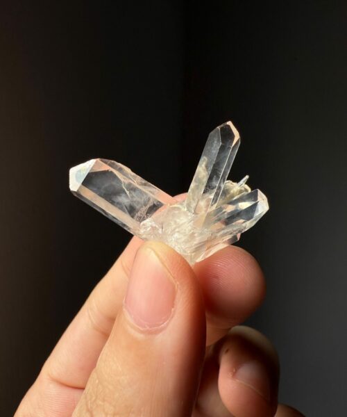 COLMB2507 Colombian Lemurian 1