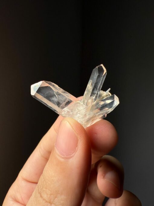 COLMB2507 Colombian Lemurian 1