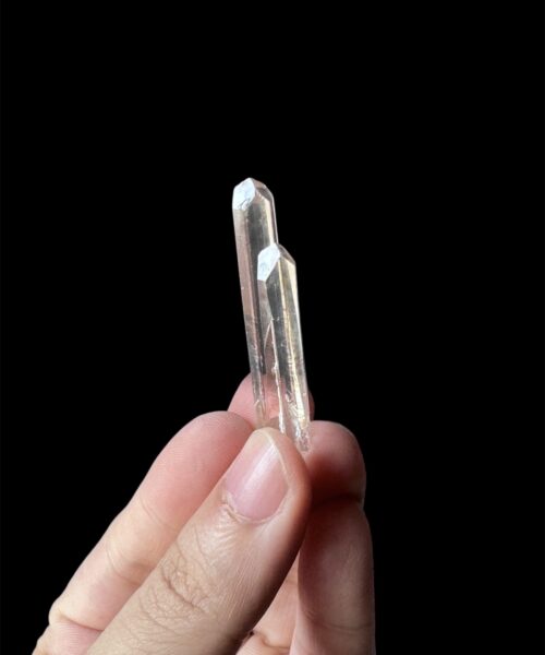 COLM-2513 Colombian Lemurian 2