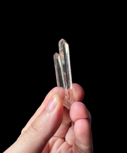 COLM-2513 Colombian Lemurian 1