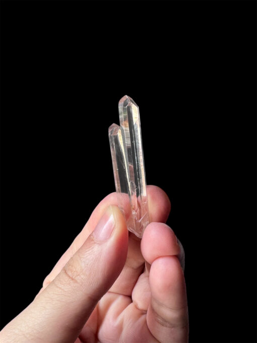 COLM-2513 Colombian Lemurian 1
